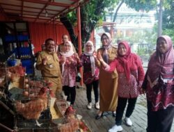 Ternak Ayam Petelur di Halaman Kantor, Cara Camat Lohbener Tingkatkan Gizi Anak Stunting