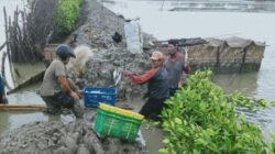 Tingkatkan Produktifitas Perikanan, Pemkab Indramayu Revitalisasi Areal Tambak