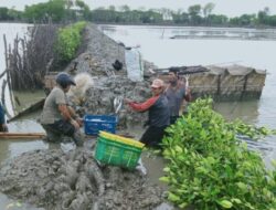 Tingkatkan Produktifitas Perikanan, Pemkab Indramayu Revitalisasi Areal Tambak