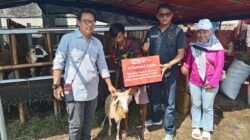 Program Tebar Daging Kurban IWO, Alfamart Cirebon Sumbang 1 Ekor Kambing