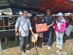 Program Tebar Daging Kurban IWO, Alfamart Cirebon Sumbang 1 Ekor Kambing