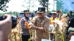 Panen Raya Jagung, Langkah Nyata Indramayu Menuju Swasembada Pangan