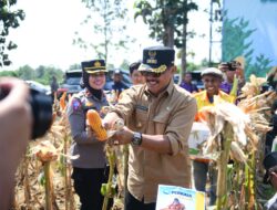Panen Raya Jagung, Langkah Nyata Indramayu Menuju Swasembada Pangan
